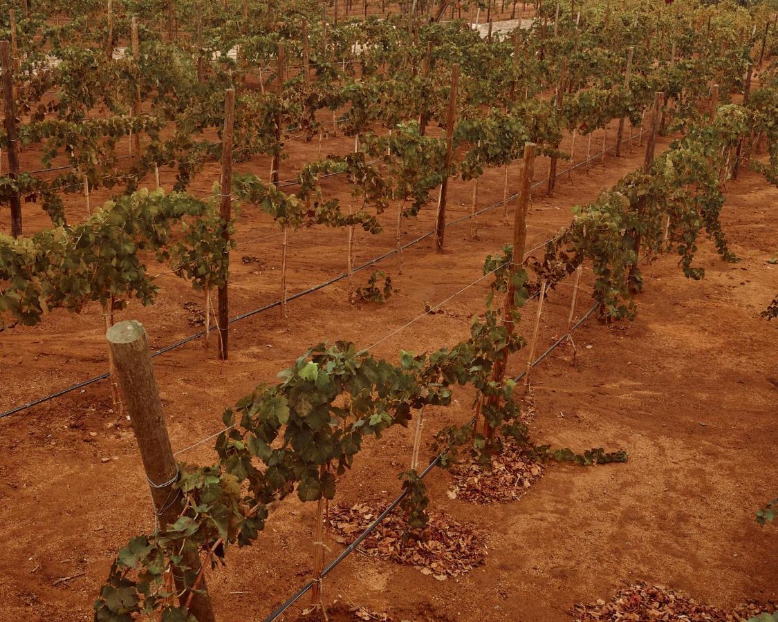 Quinta Estrella Panzió Valle de Guadalupe Kültér fotó