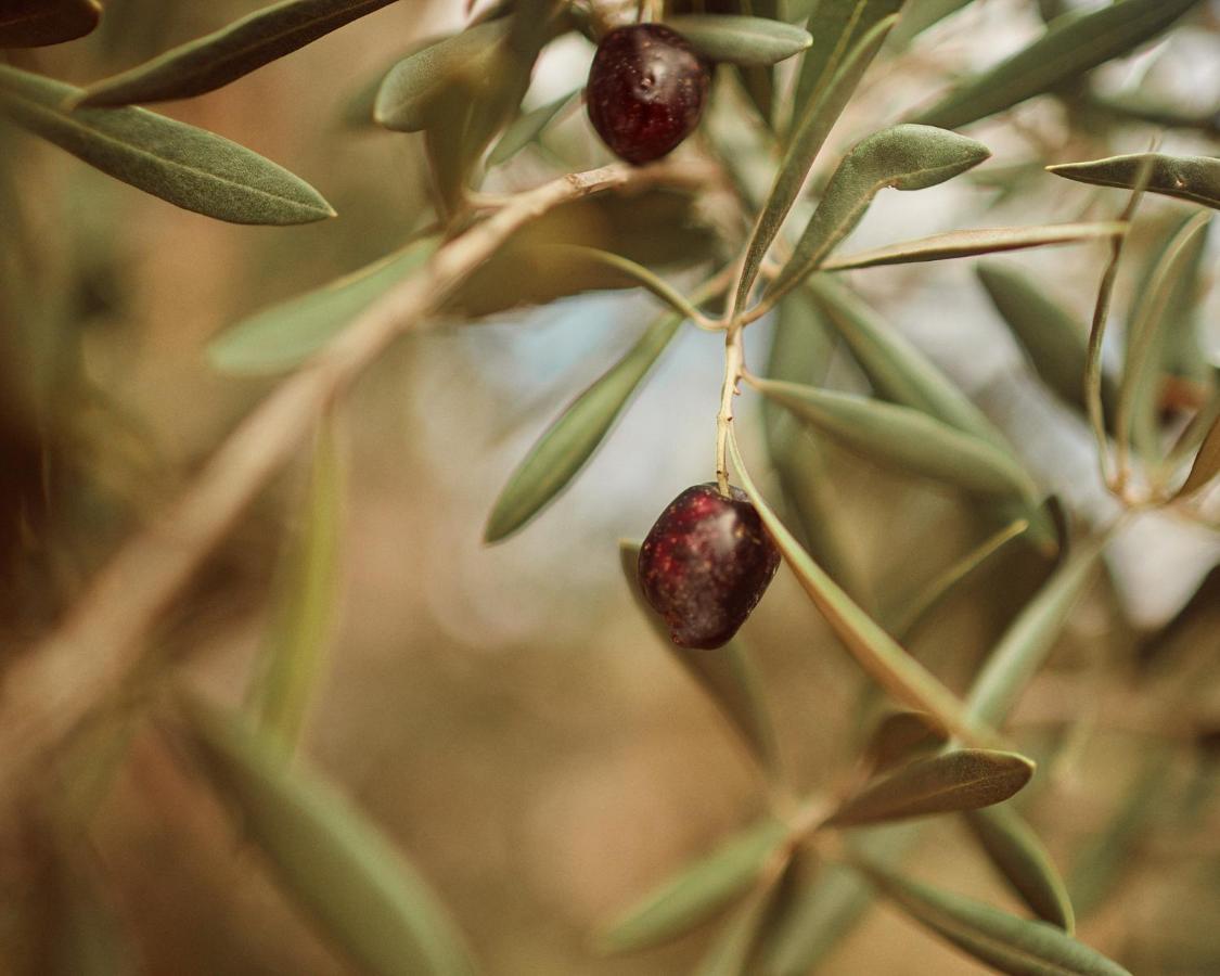 Quinta Estrella Panzió Valle de Guadalupe Kültér fotó