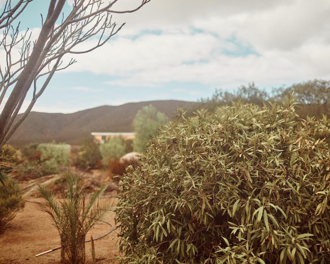 Quinta Estrella Panzió Valle de Guadalupe Kültér fotó