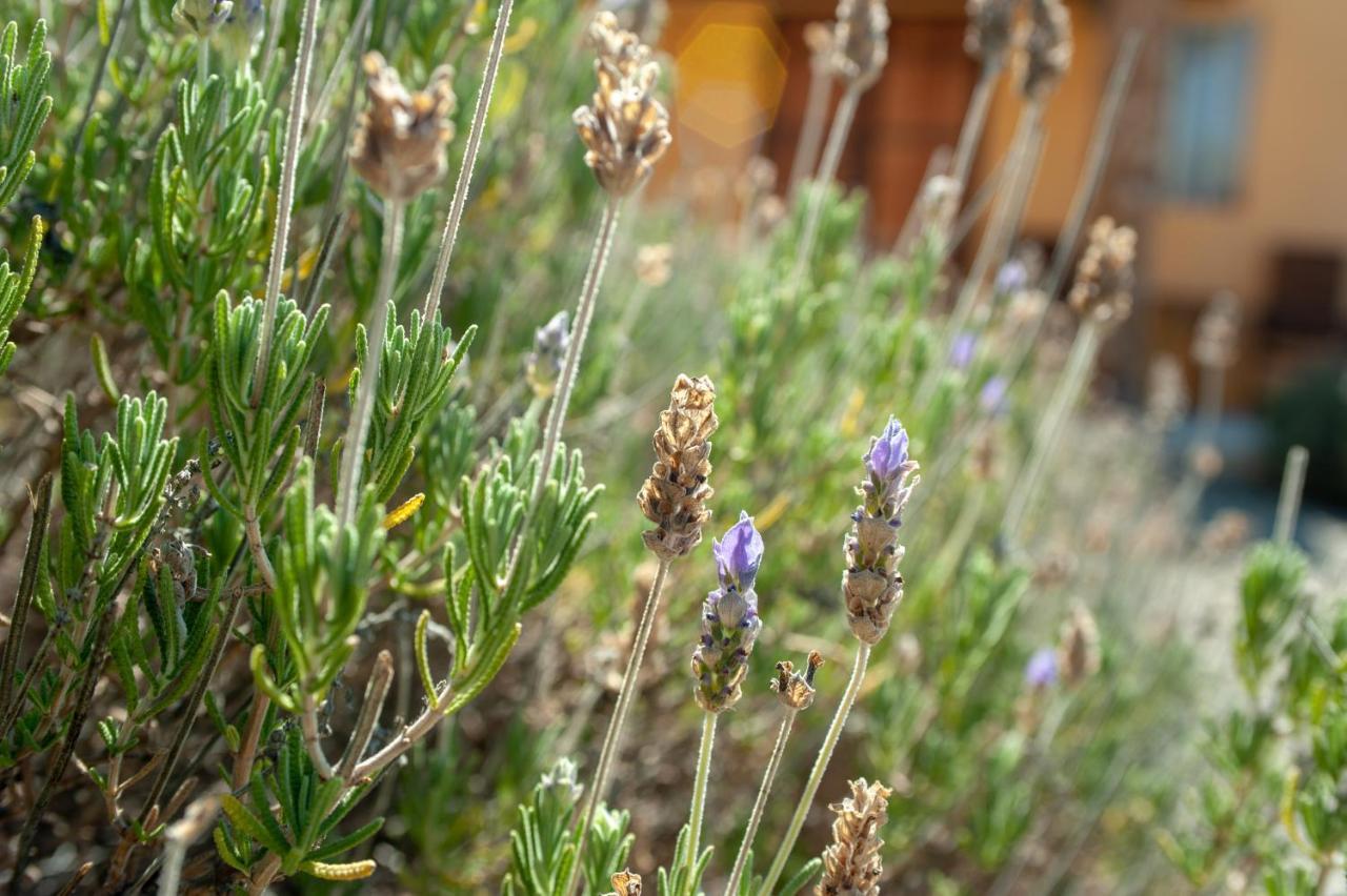 Quinta Estrella Panzió Valle de Guadalupe Kültér fotó